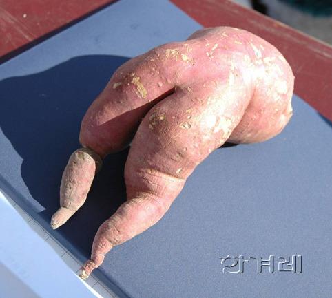 고구마2.jpg