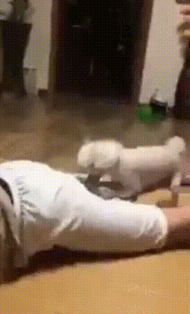 [유머]여기 뭔가 있어!!.gif