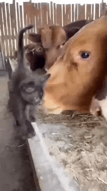 [유머]외양간 재패성공한 냥이.gif