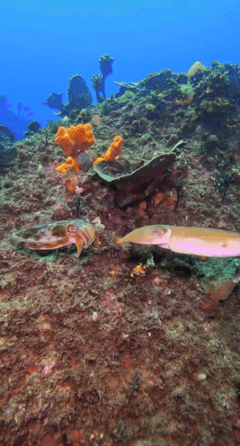 ezgif.com-resize (1).gif