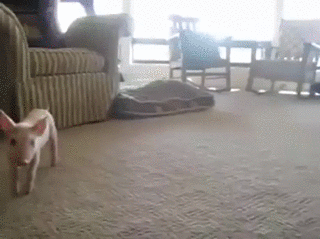 1762902626-2 (1).gif