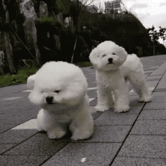 다운로드 (1).gif