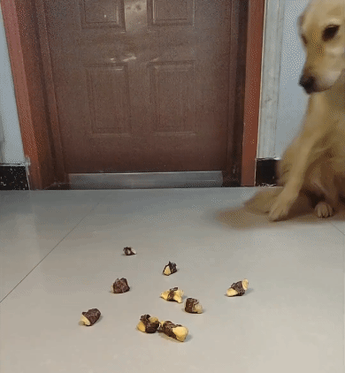 타짜 댕댕이.gif