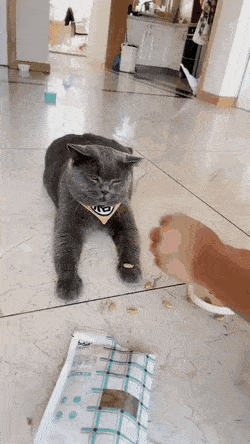 간식숨기는 냥과 댕댕이.gif