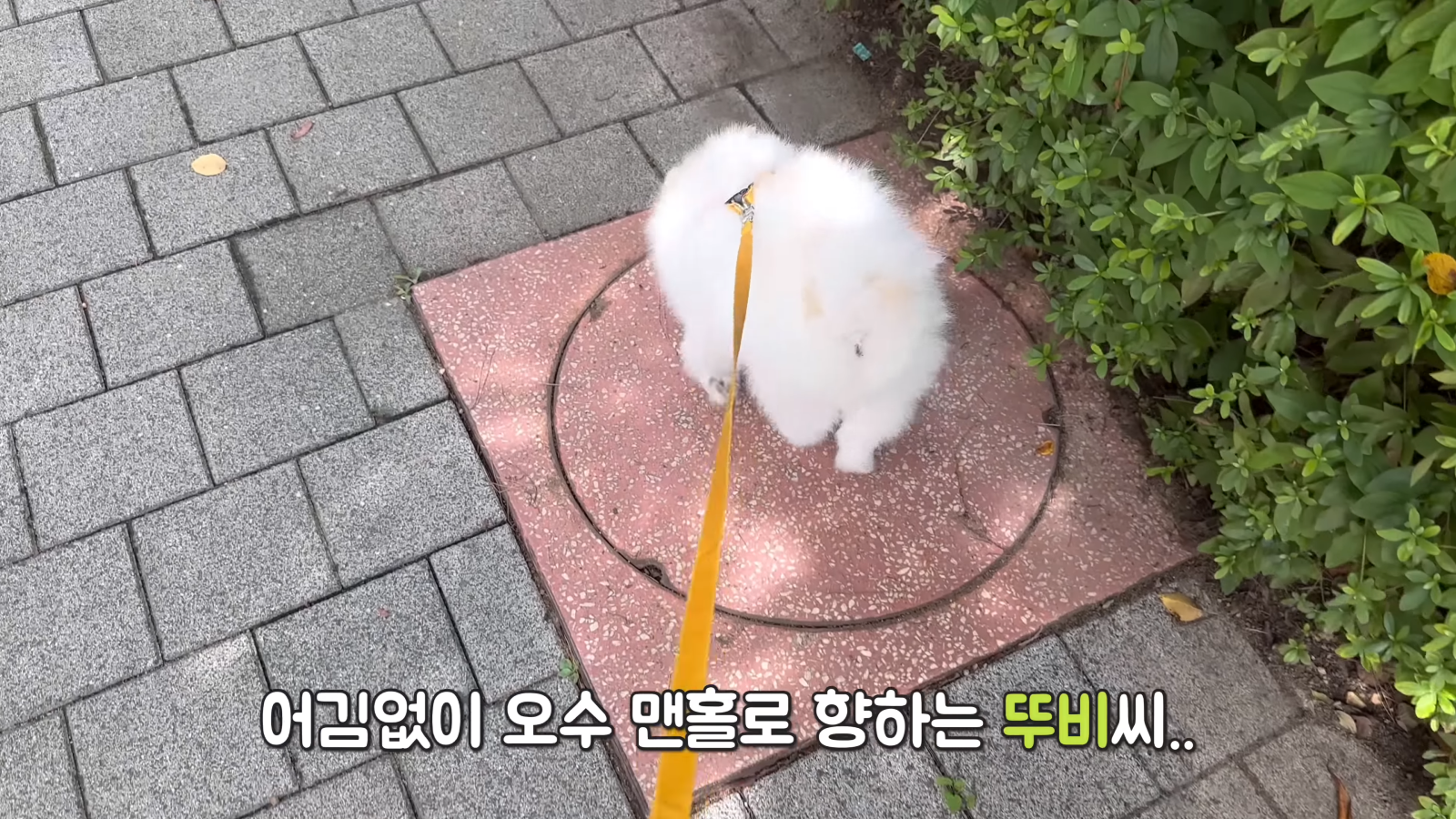 취두부 냄새를 처음 맡아본 강아지의 반응ㅋㅋㅋㅋㅋ 0-10 screenshot.png