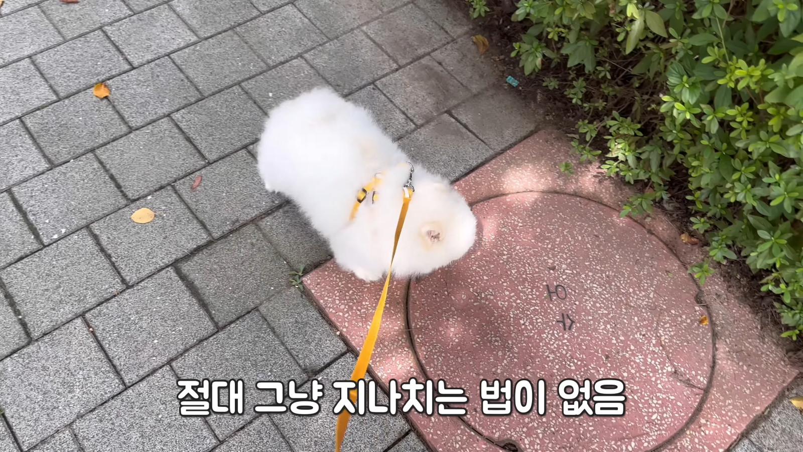 취두부 냄새를 처음 맡아본 강아지의 반응ㅋㅋㅋㅋㅋ 0-15 screenshot.png