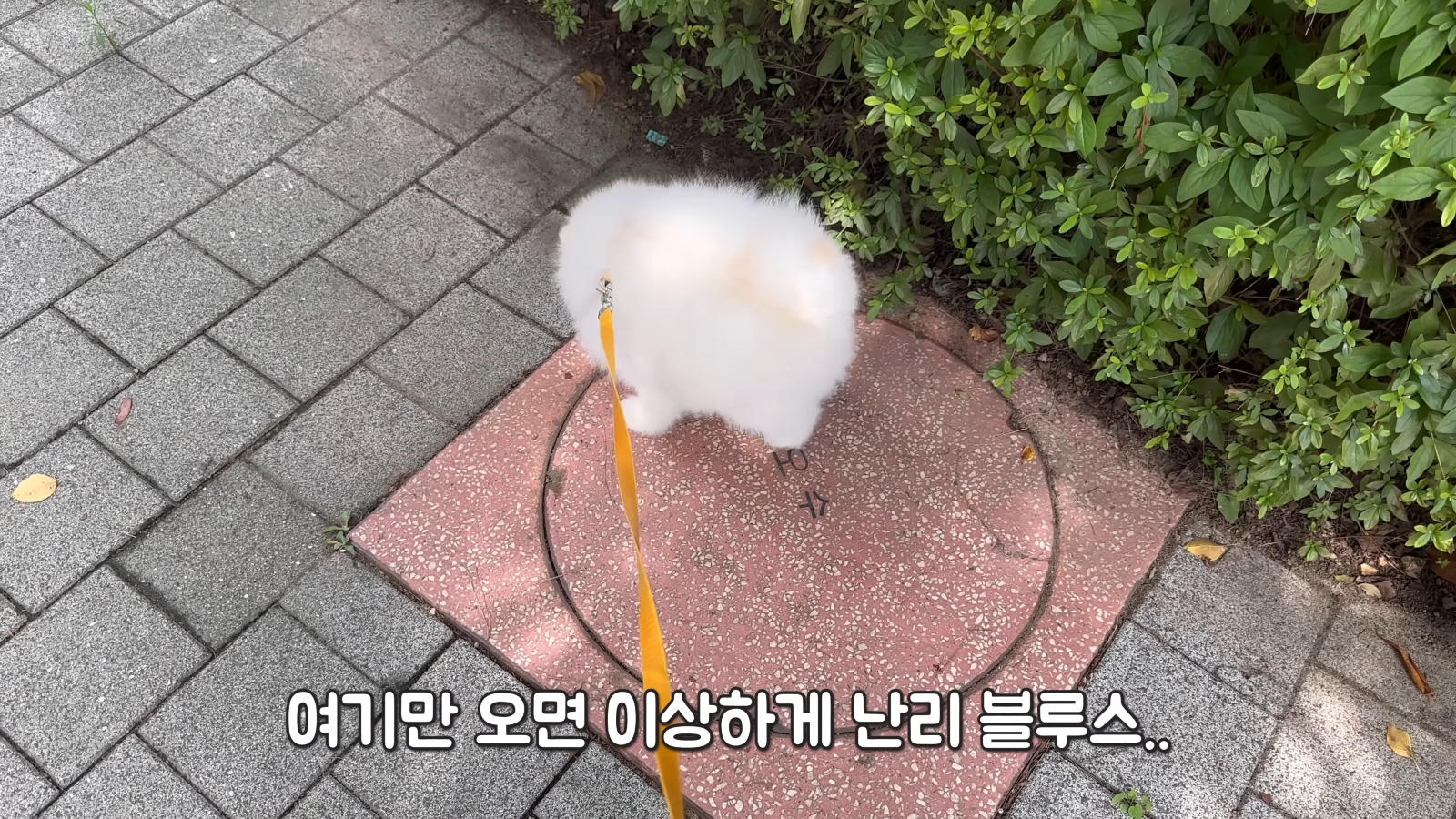 취두부 냄새를 처음 맡아본 강아지의 반응ㅋㅋㅋㅋㅋ 0-19 screenshot.png