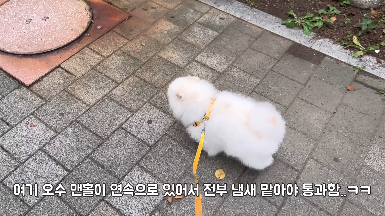 취두부 냄새를 처음 맡아본 강아지의 반응ㅋㅋㅋㅋㅋ 0-27 screenshot.png