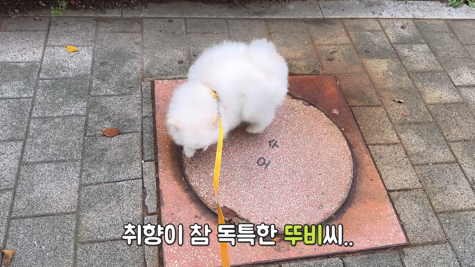 취두부 냄새를 처음 맡아본 강아지의 반응ㅋㅋㅋㅋㅋ 0-33 screenshot.png