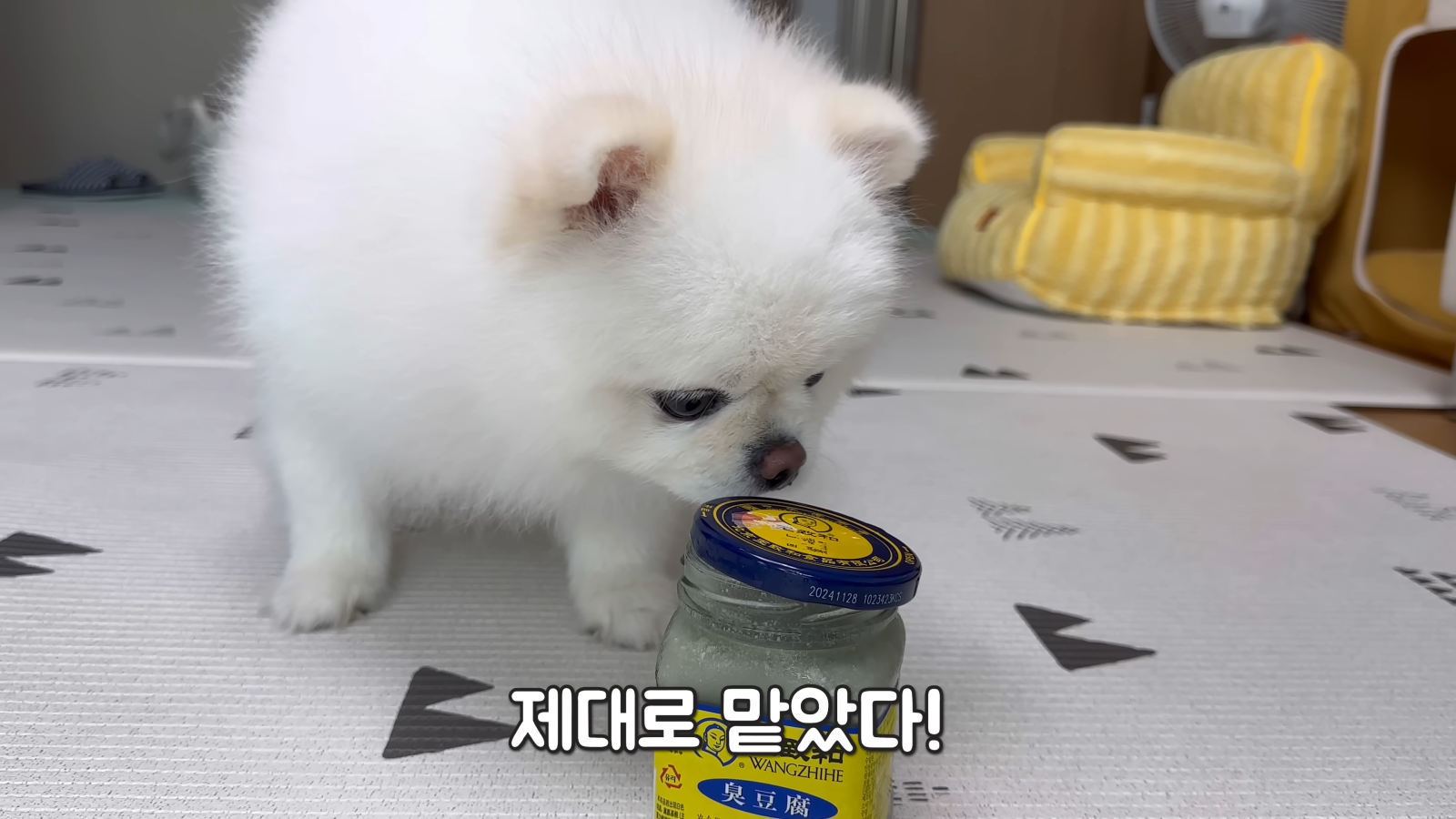 취두부 냄새를 처음 맡아본 강아지의 반응ㅋㅋㅋㅋㅋ 2-20 screenshot.png