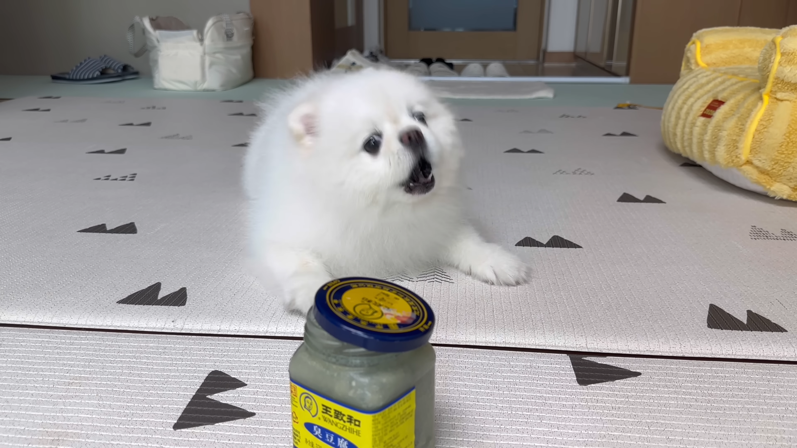 취두부 냄새를 처음 맡아본 강아지의 반응ㅋㅋㅋㅋㅋ 3-16 screenshot.png