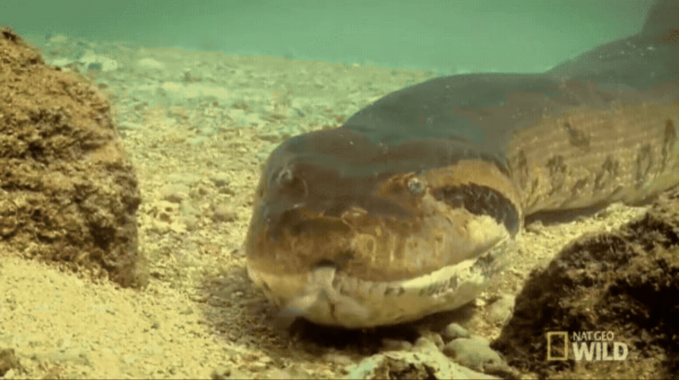 Adobe Express - 1313.gif