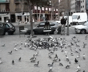 스페인 비둘기 투망.gif