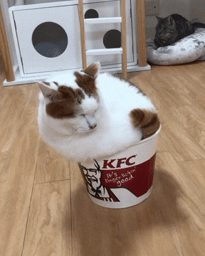kfc.gif