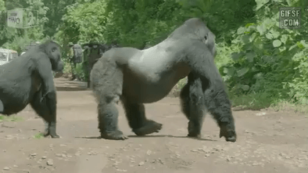 107441e9eeb82a10a555617261379b4266bfb52d.gif