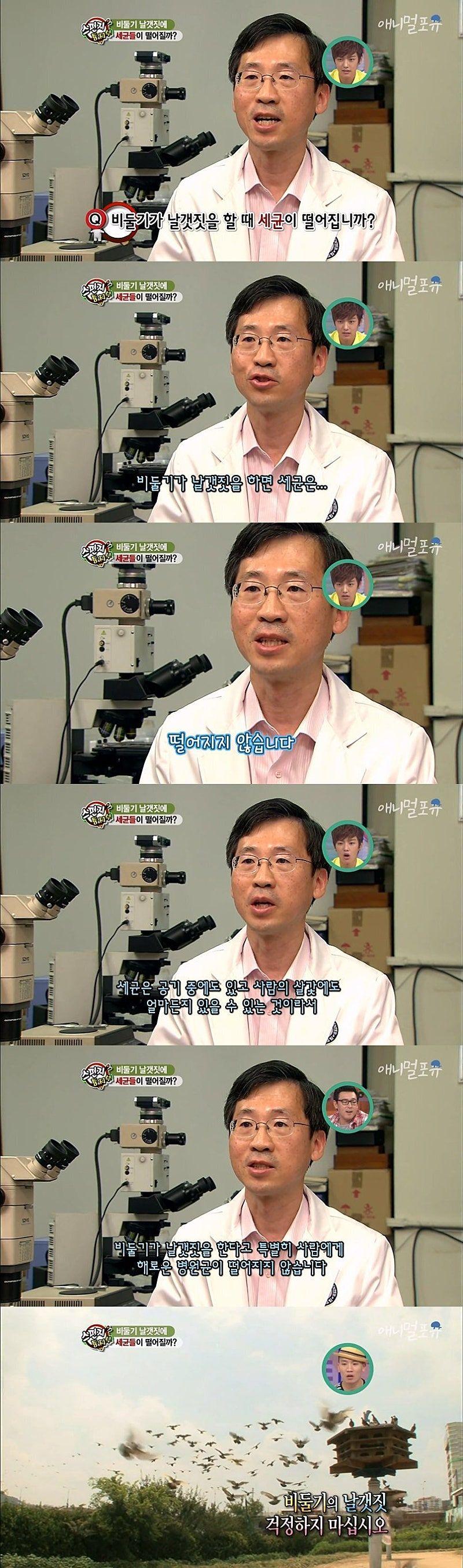 비둘기.jpg