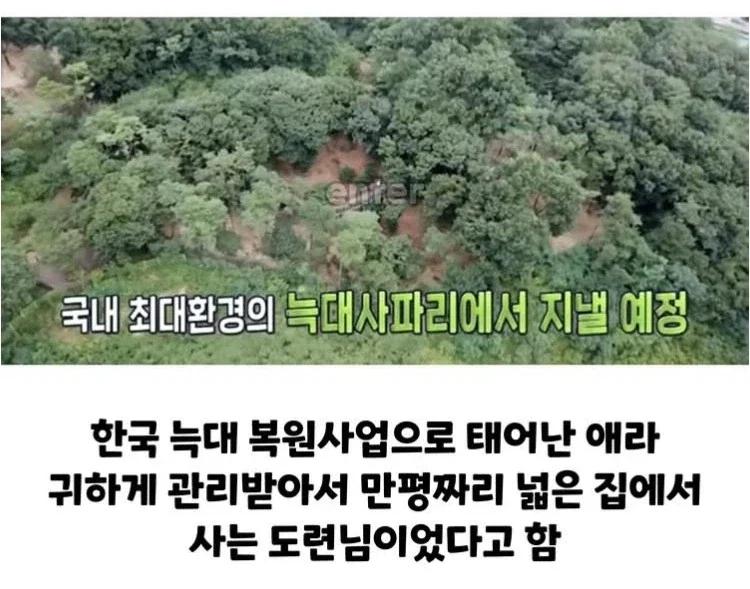 늑구.jpg